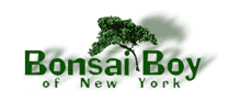 bonsai boy tree businesses