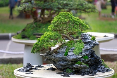 Bonsai Boy: The Business With The Perfect Corporate Gift Ideas